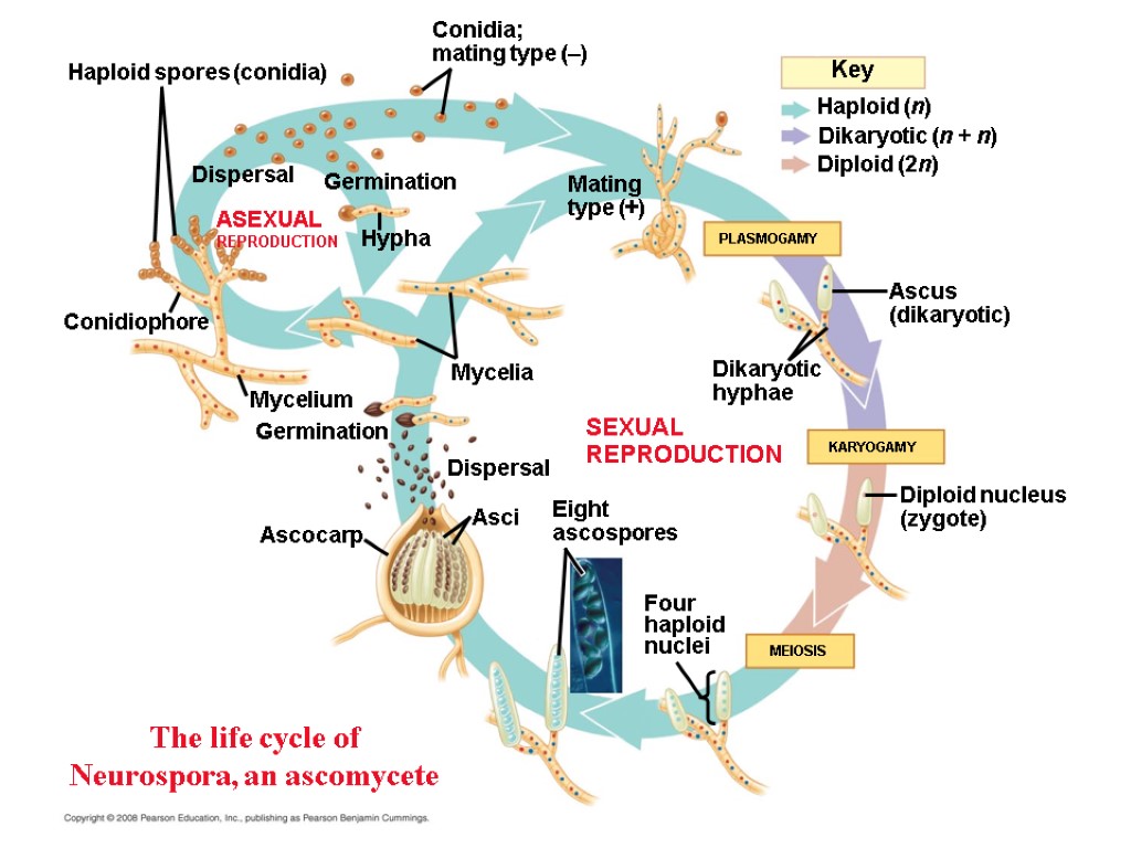 Key Haploid (n) Diploid (2n) Dikaryotic (n + n) Conidiophore Mycelium ASEXUAL REPRODUCTION Germination